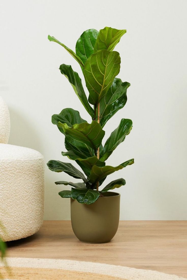 Ficus Lyrata